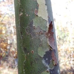 Photographie n°856247 du taxon Platanus orientalis L. [1753]