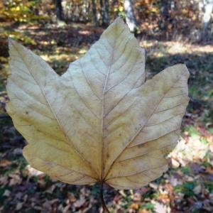 Photographie n°856252 du taxon Platanus orientalis L. [1753]