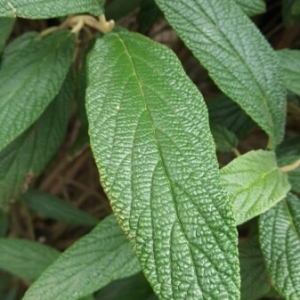 Photographie n°857180 du taxon Viburnum rhytidophyllum Hemsl.