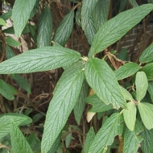 Photographie n°857181 du taxon Viburnum rhytidophyllum Hemsl.