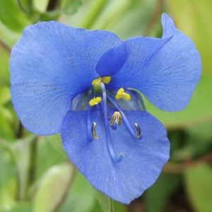 Commelina coelestis Willd. (Comméline)