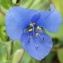 Commelina coelestis Willd. [1809] [nn77025] par jcech le 27/07/2016 - 44390 Saffré, France