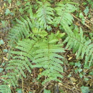 Photographie n°858964 du taxon Polystichum setiferum (Forssk.) T.Moore ex Woyn. [1913]