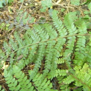 Photographie n°858966 du taxon Polystichum setiferum (Forssk.) T.Moore ex Woyn. [1913]