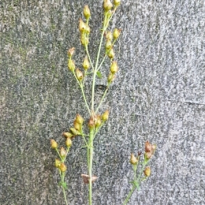 Photographie n°859034 du taxon Hypericum pulchrum L. [1753]