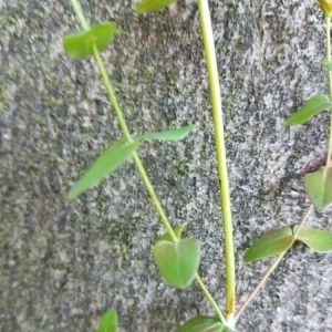 Photographie n°859035 du taxon Hypericum pulchrum L. [1753]