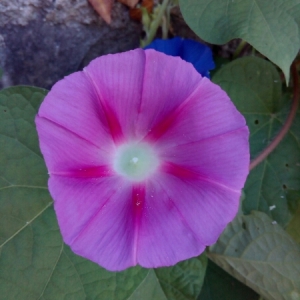 Photographie n°859442 du taxon Ipomoea purpurea (L.) Roth [1787]