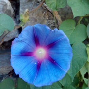 Photographie n°859444 du taxon Ipomoea purpurea (L.) Roth [1787]