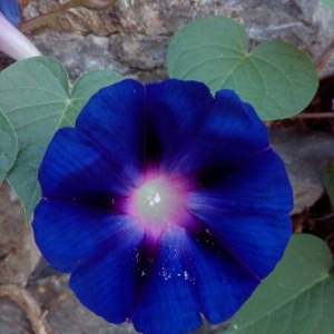 Photographie n°859445 du taxon Ipomoea purpurea (L.) Roth [1787]