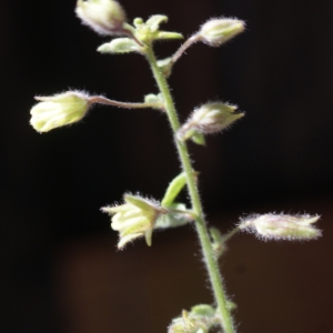 Photographie n°859832 du taxon Verbena officinalis L. [1753]