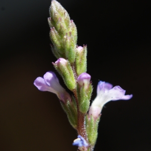 Photographie n°859841 du taxon Verbena officinalis L. [1753]