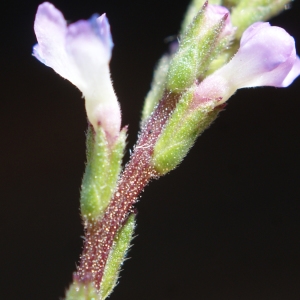 Photographie n°859843 du taxon Verbena officinalis L. [1753]