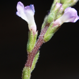 Photographie n°859845 du taxon Verbena officinalis L. [1753]