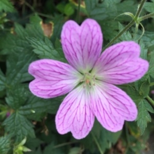 Photographie n°860338 du taxon Geranium x oxonianum Yeo [1985]