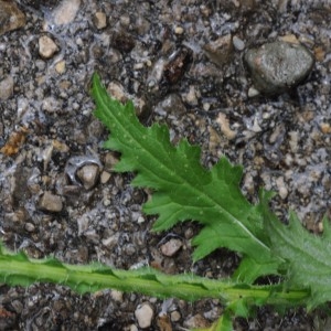 Photographie n°860372 du taxon Cirsium tuberosum (L.) All. [1785]