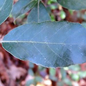 Photographie n°860748 du taxon Quercus suber L. [1753]