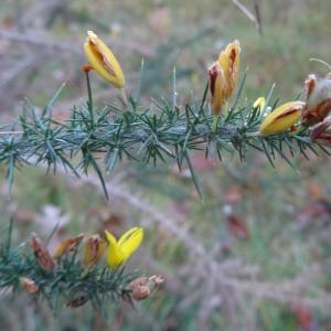 Photographie n°861328 du taxon Ulex minor Roth [1797]