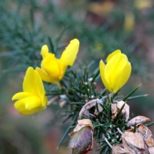 Photographie n°861336 du taxon Ulex minor Roth [1797]