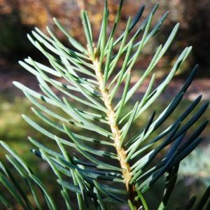 Picea concolor Gordon & Glend. (Sapin du Colorado)