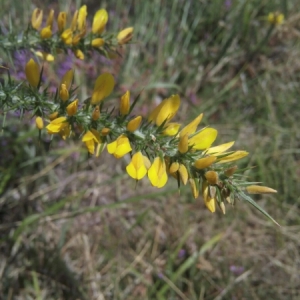 Photographie n°861714 du taxon Ulex europaeus L. [1753]