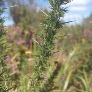 Photographie n°861715 du taxon Ulex europaeus L. [1753]