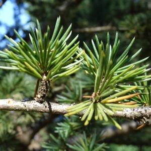 Photographie n°861875 du taxon Cedrus libani var. libani 