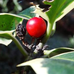 Photographie n°861982 du taxon Ilex aquifolium L.