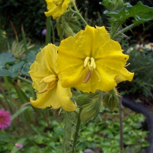 Photographie n°862364 du taxon Solanum rostratum Dunal [1813]