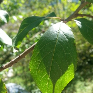 Photographie n°862898 du taxon Prunus domestica L. [1753]