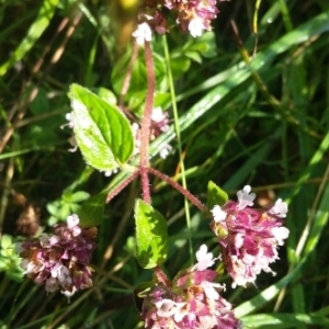 Photographie n°863002 du taxon Origanum vulgare L. [1753]