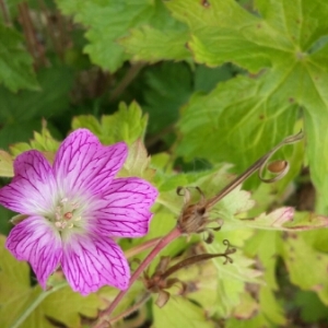 Geranium sp.