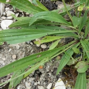 Photographie n°863031 du taxon Plantago L. [1753]