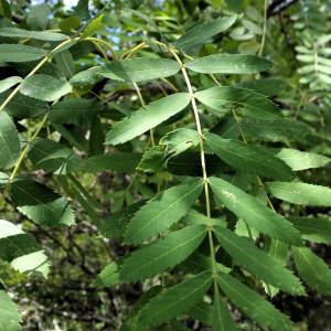 Photographie n°863360 du taxon Sorbus domestica L. [1753]