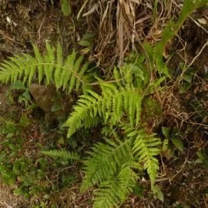 Photographie n°863602 du taxon Polystichum setiferum (Forssk.) T.Moore ex Woyn. [1913]