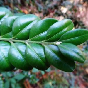 Photographie n°864001 du taxon Buxus sempervirens L.