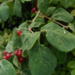 Photographie n°865232 du taxon Lonicera xylosteum L.
