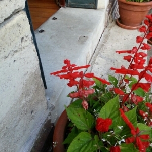 Photographie n°865312 du taxon Salvia splendens Nees [1823]