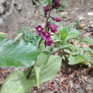 Photographie n°866400 du taxon Epipactis atrorubens (Hoffm.) Besser [1809]