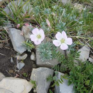 Photographie n°866922 du taxon Erodium foetidum (L.) L'Hér. [1802]