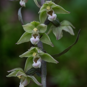 Photographie n°868110 du taxon Epipactis purpurata Sm. [1828]