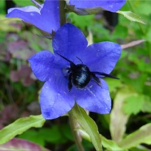 Campanula pyramidalis L. [1753] [nn12566] par Jacques SOUBEN le 02/07/2016 - Saint-Céneri-le-Gérei