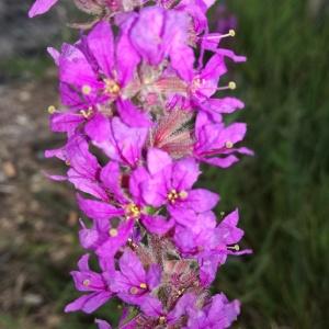 Photographie n°868616 du taxon Lythrum salicaria L.