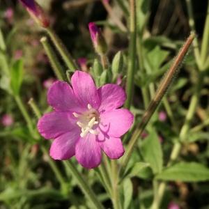 Photographie n°868624 du taxon Epilobium hirsutum L.