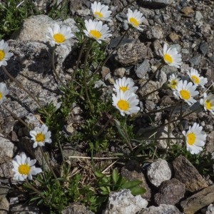 Photographie n°870180 du taxon Anthemis cretica subsp. columnae (Ten.) Franzén [1986]