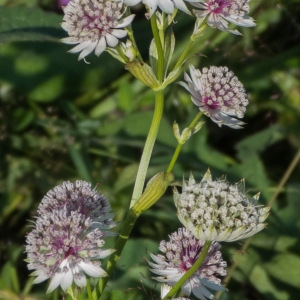 Photographie n°870280 du taxon Astrantia major L. [1753]