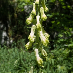 Photographie n°870763 du taxon Aconitum lycoctonum subsp. vulparia (Rchb.) Nyman [1889]