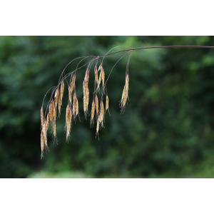 Bromus japonicus var. porrectus Hack. (Brome)