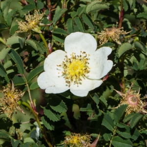 Photographie n°872172 du taxon Rosa spinosissima L. [1753]