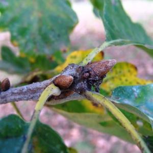 Photographie n°872395 du taxon Quercus petraea subsp. petraea 