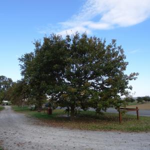Photographie n°872422 du taxon Quercus petraea subsp. petraea 